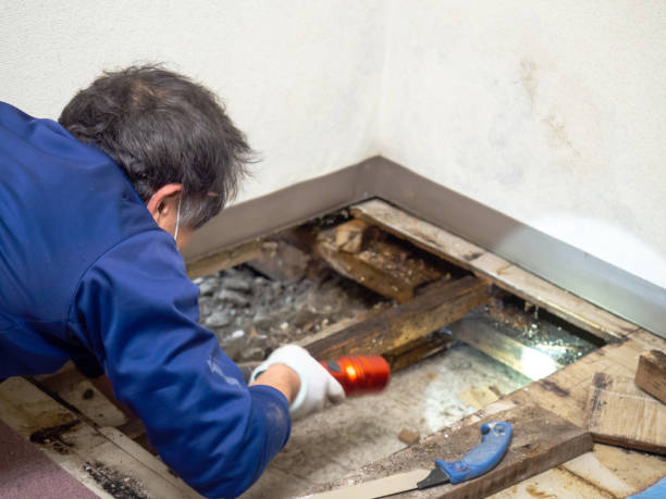 Best Certified Mold Removal  in Anderson Island, WA