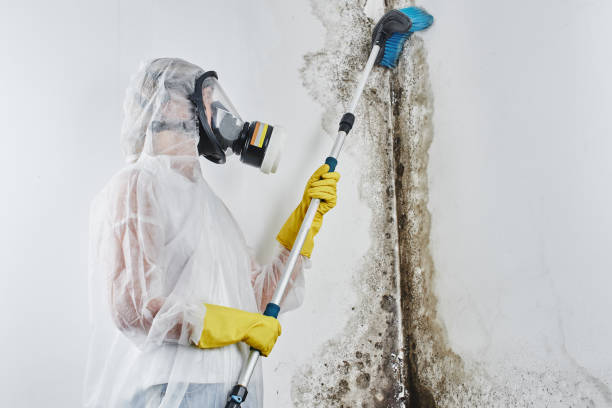 Best Mold Testing and Removal  in Anderson Island, WA