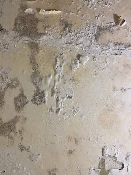 Best Fast Mold Removal  in Anderson Island, WA