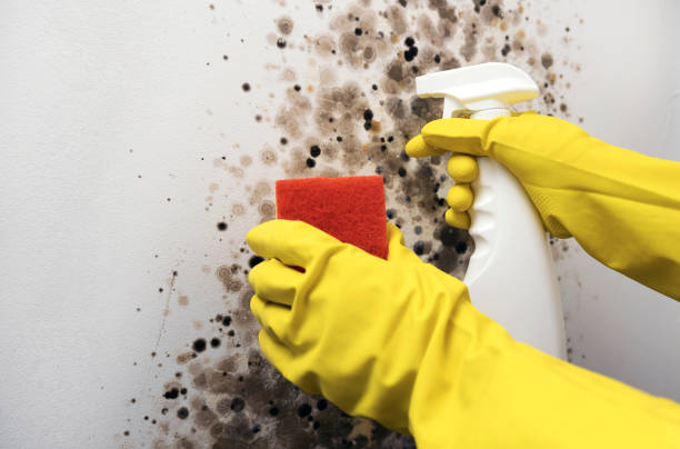 Best Mold Cleaning Services  in Anderson Island, WA