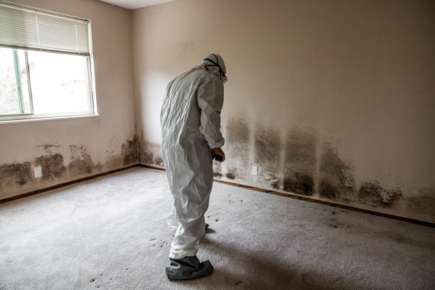Best Toxic Mold Removal  in Anderson Island, WA