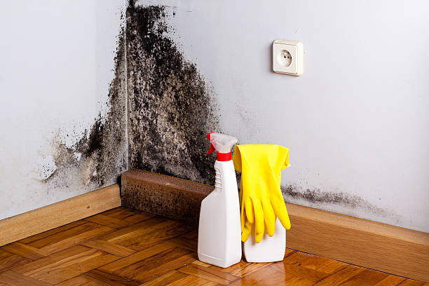Best Mold Testing  in Anderson Island, WA