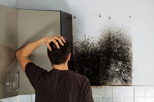 Mold Testing and Removal in Anderson Island, WA