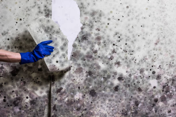 Best Mold Removal Company Near Me  in Anderson Island, WA