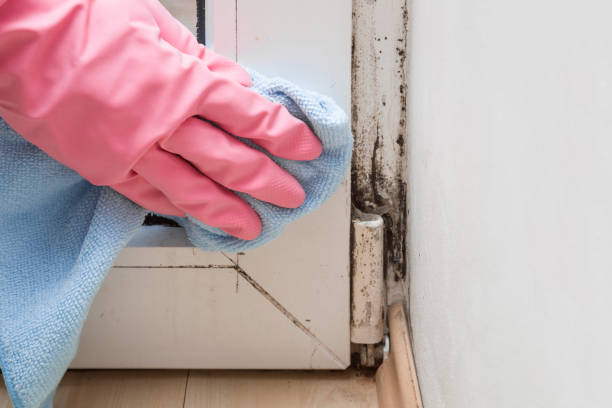 Reliable Anderson Island, WA Mold Removal Solutions